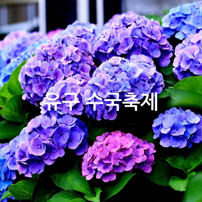 2025 유구색동수국정원꽃축제