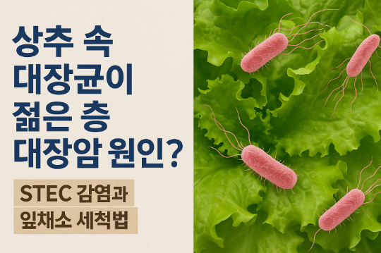 상추 대장균 대장암 원인 관련 사진