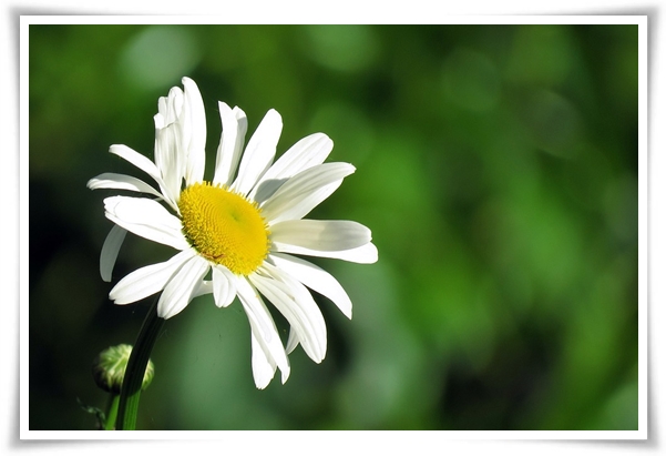 &quot;마가렛&quot; 상큼함으로 일상을 물들이는 꽃, 키우기부터 활용까지 완벽 가이드!