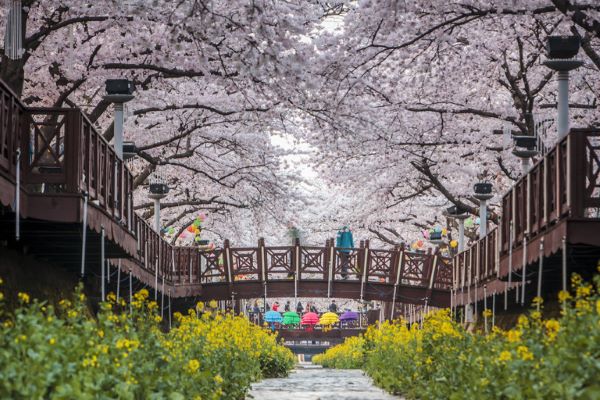 진해군항제 벚꽃축제 일정