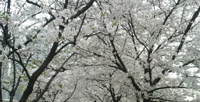 서울 벚꽃 명소 추천 베스트10 여의도 윤중로 석촌호수 서울숲 경희대학교 캠퍼스 남산공원 & 남산도서관 앞 창경궁 양재천 북서울 꿈의숲 안양천 벚꽃길 한성대입구 낙산공원