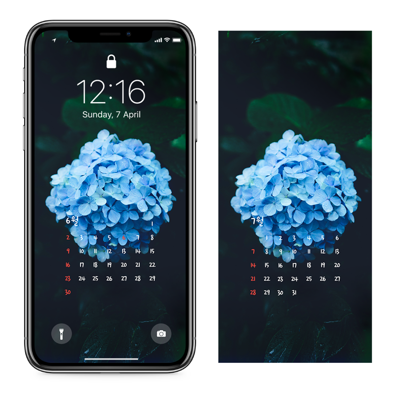 08 비에 젖은 수국꽃 AB - 2024년6월 아이폰달력배경화면