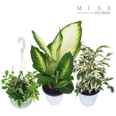 공기정화식물 추천 초보친화 관리쉬운 종류 물주기 빛 관리 가이드_4