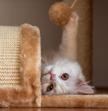 서울 고양이 장난감 용품점