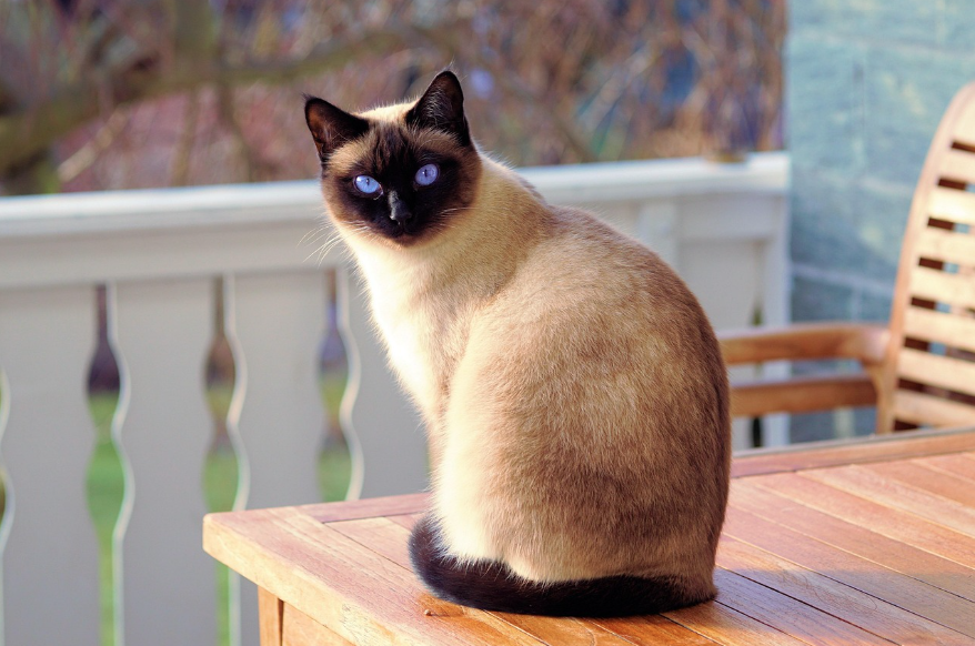 siamese