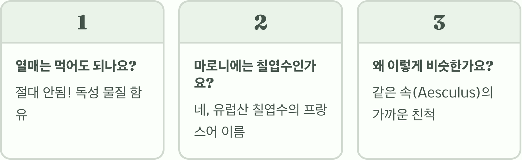 칠엽수 vs 일본칠엽수, 차이점과 구별법 완벽 정리