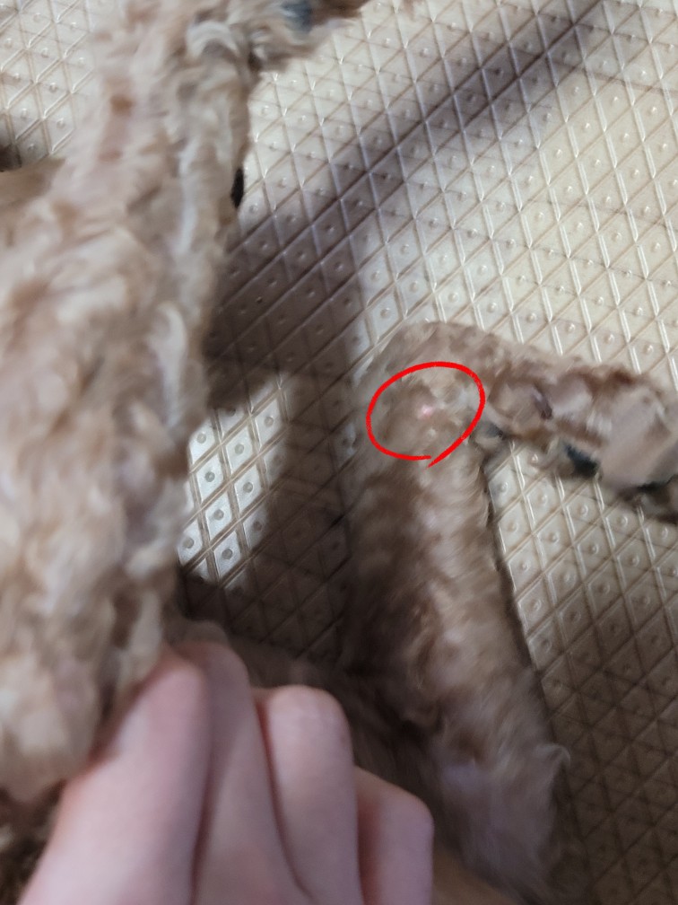 강아지 사마귀 쥐젖 