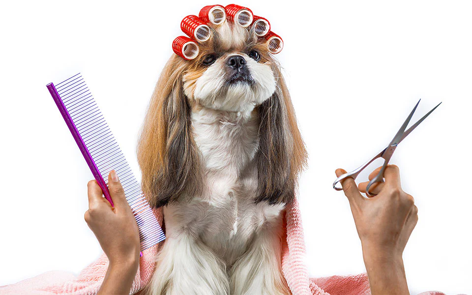 여름철 강아지 털 빠짐 이미지