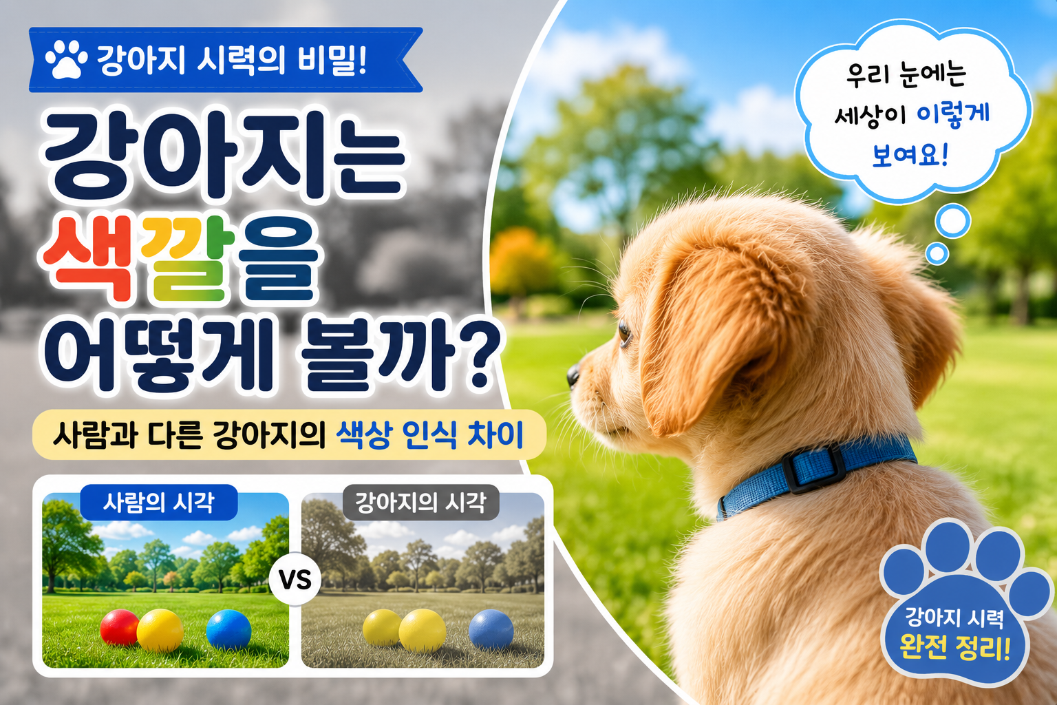 강아지는 색깔을 어떻게 볼까? 사람과 다른 시각의 비밀