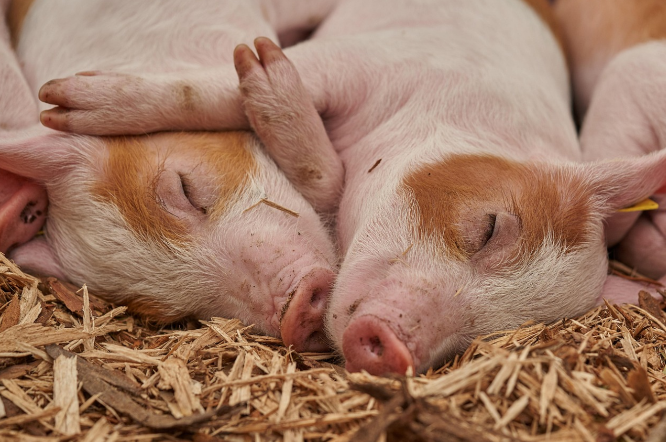 돼지띠별 사주풀이