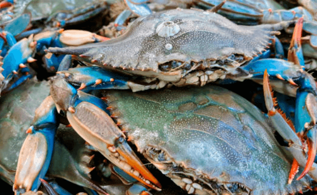 이탈리아 푸른 꽃게