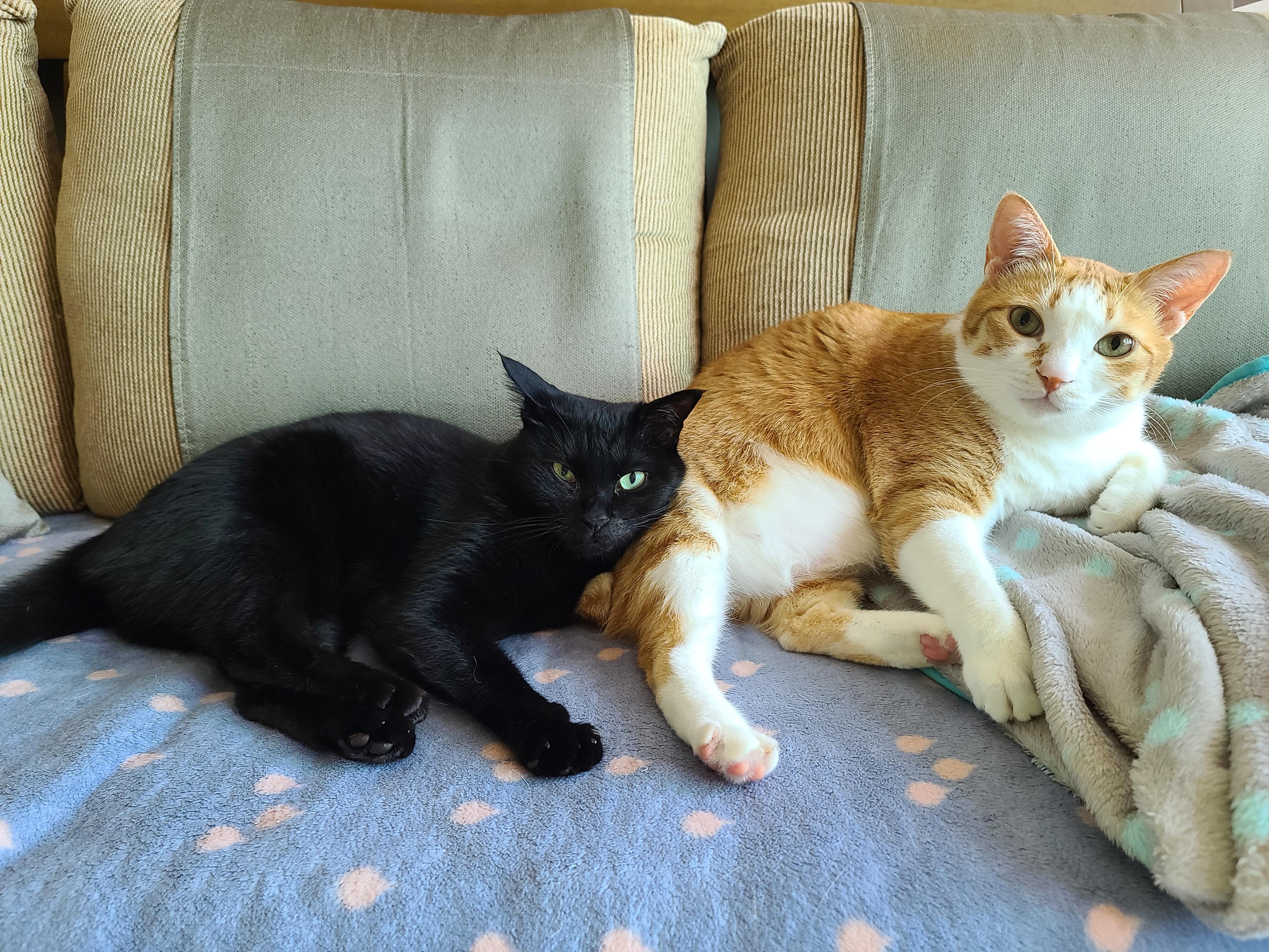 마음을 안아주는 고양이 호야.(feat.건이랑 브로맨스)