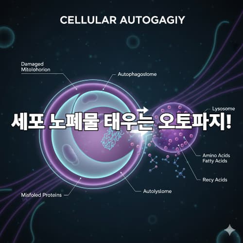 mTOR 억제와 오토파지 스위치: 간헐적 단식의 과학적 원리와 주의해야 할 사람