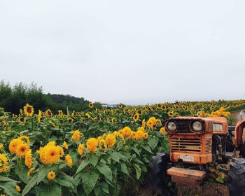강주 해바라기 축제_6