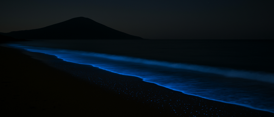 야광충이란 무엇인가