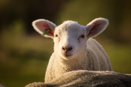 농장에서 키우는 동물들