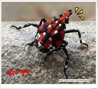 곤충 종류와 특징 생김새 습성 먹이 요약 정리_15