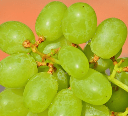 타원형의 연두색 알맹이가 가득한 청포도 송이가 있다. 탱글탱글하게 잘 익었고 바탕화면은 연한 주황색이다.