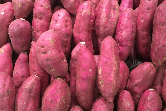 고구마 보관방법 완벽정리! (생고구마·찐고구마 냉장·냉동·실온 보관법)