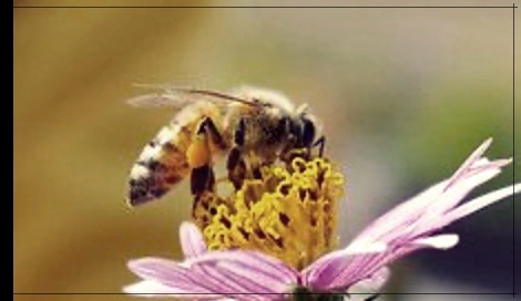 봉침의 놀라운 효능에 대한 이야기