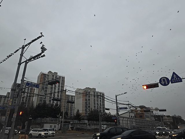 2026년 1월 14일 화성 매송면 까마귀떼