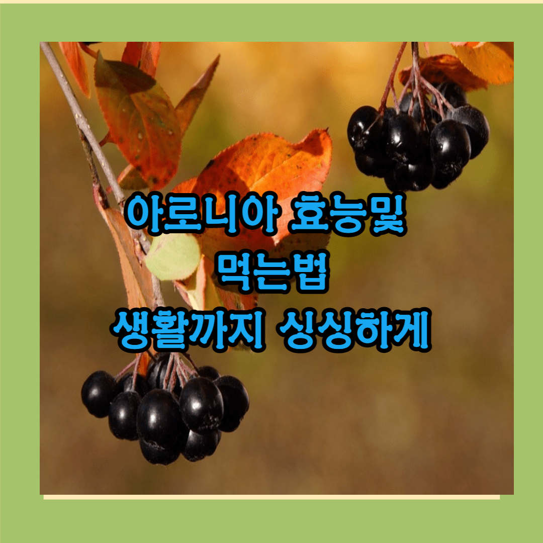 아로니아효능및 부작용