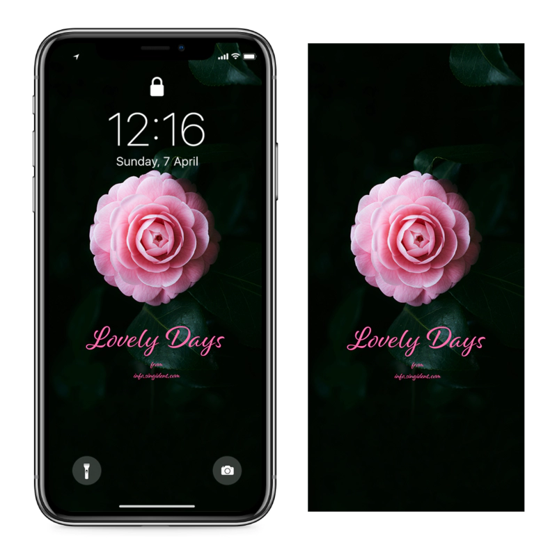 07 분홍색 동백꽃 C - Lovely Days 아이폰꽃배경화면