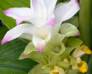 울금 효능 및 영양성분, 부작용과 주의점