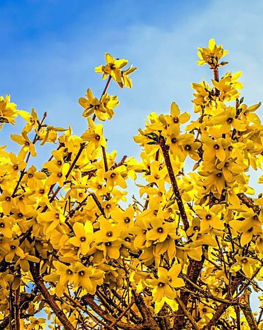 개나리-개화한-모습