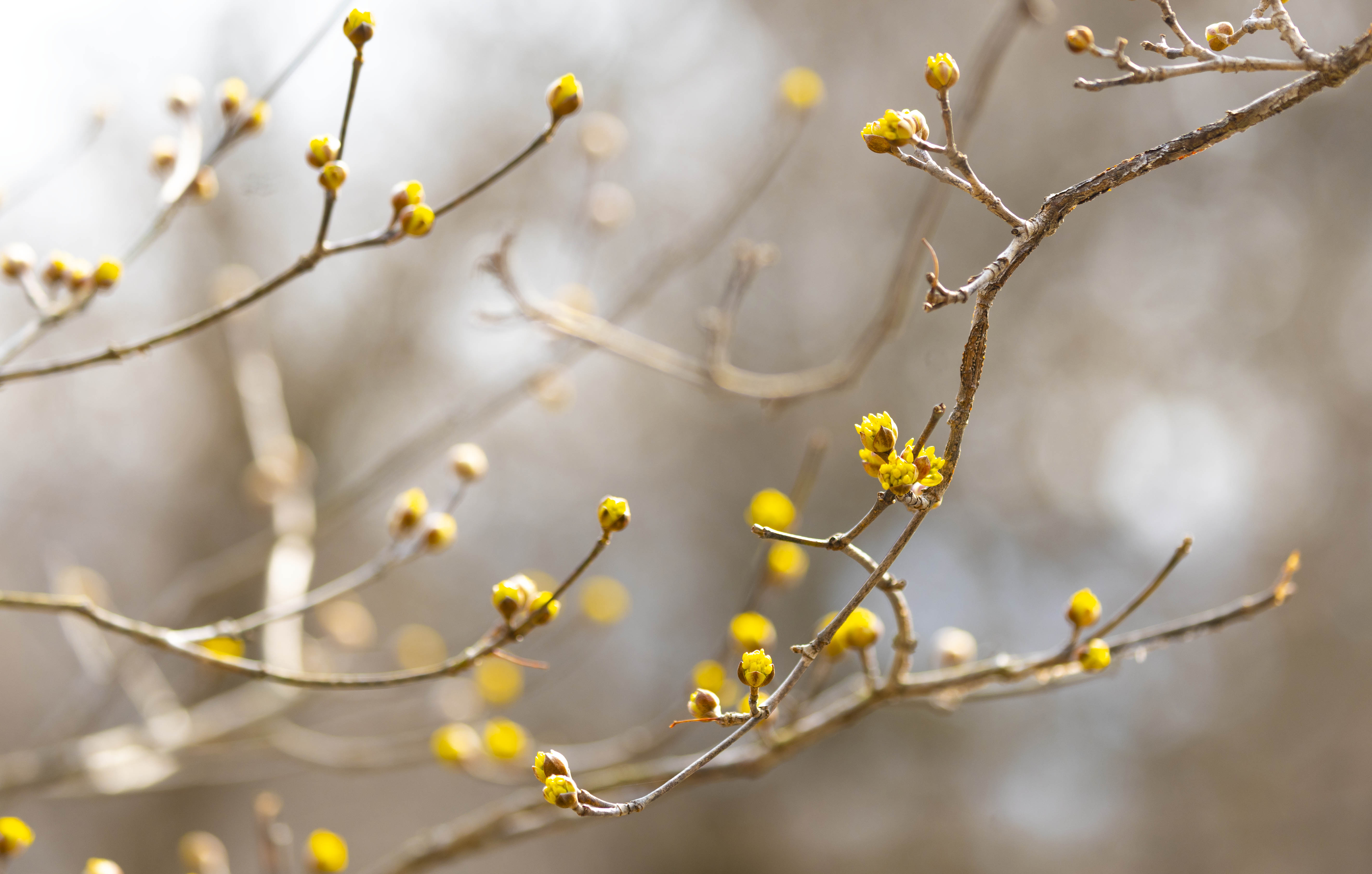 산수유꽃 개화상황