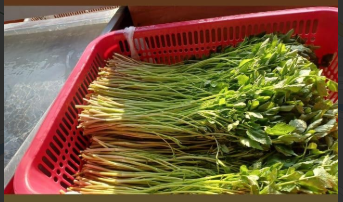 6시내고향 미나리