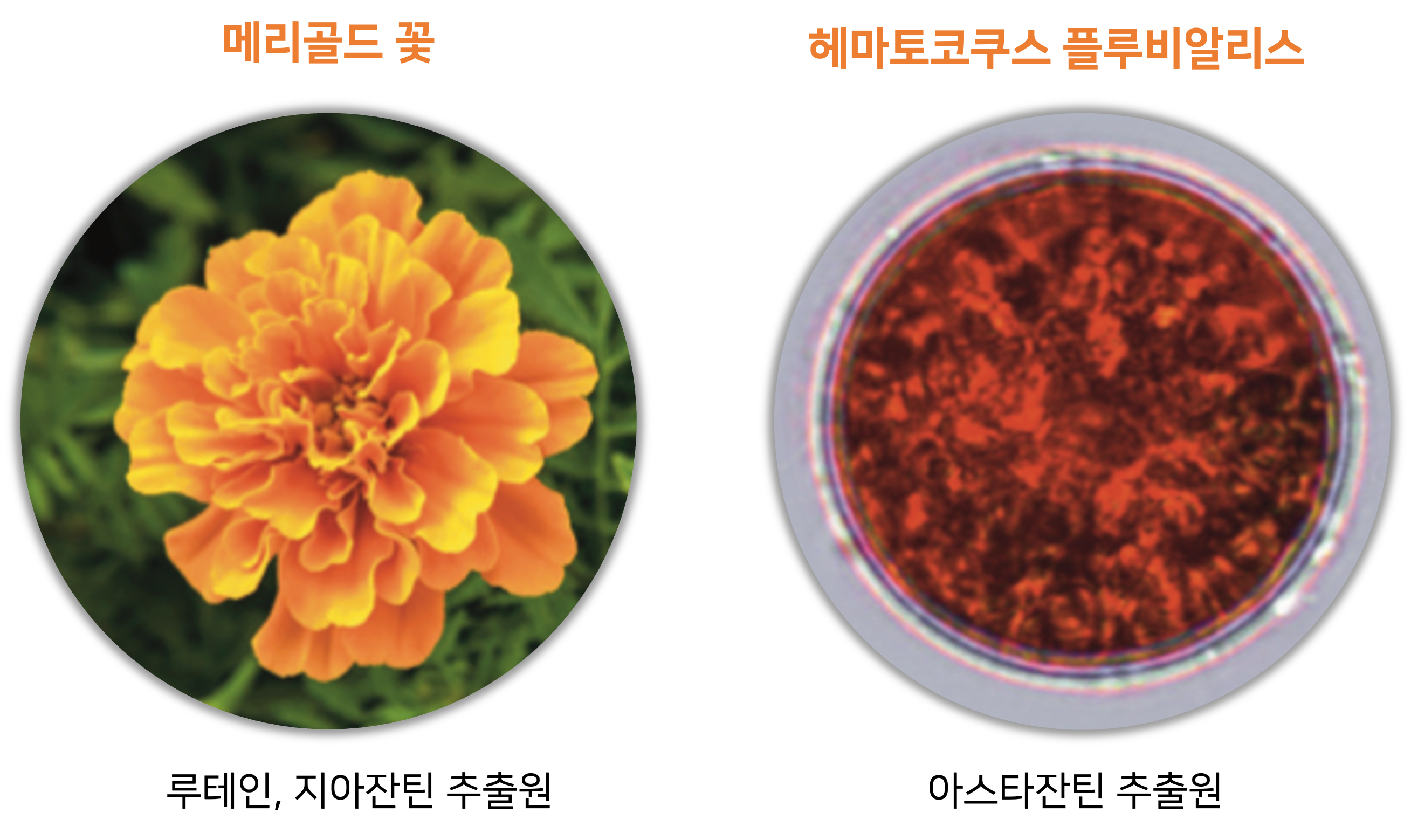 루테인 지아잔틴의 추출원인 메리골드 꽃과 아스타잔틴의 추출원이 헤마토코쿠스의 사진입니다.