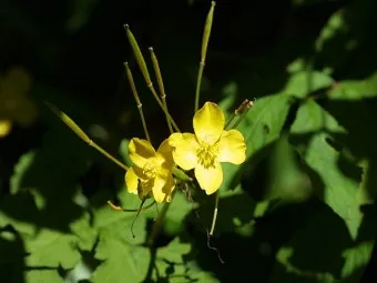 우리나라 특산식물 댕강나무와 댕강나무 꽃말 꽃댕강나무_8