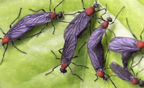 러브 버그 원산지