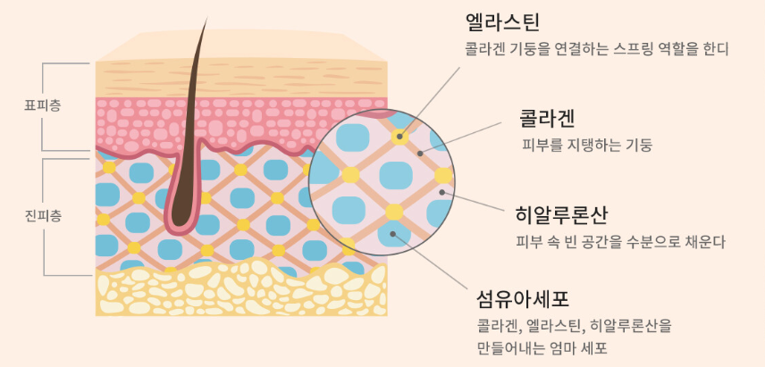 콜라겐과 비오틴