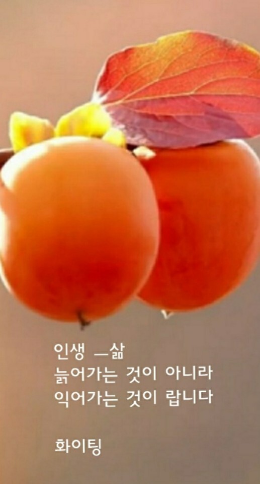 인생 삶 늙어가는 것이 아니라 익어가는 것이랍니다
