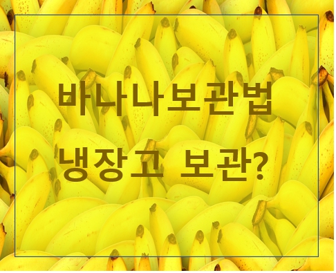 바나나보관