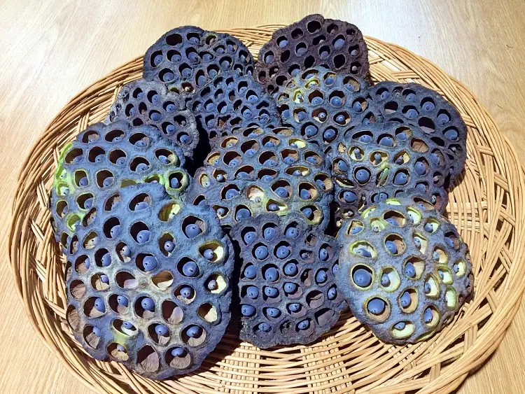 생방송오늘저녁 경기 김포 무농약 친환경 연근 연잎 연자 연꽃 전국 택배 온라인 전화 주문 추천