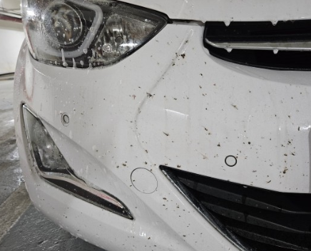 자동차 범퍼 벌레사체 고착