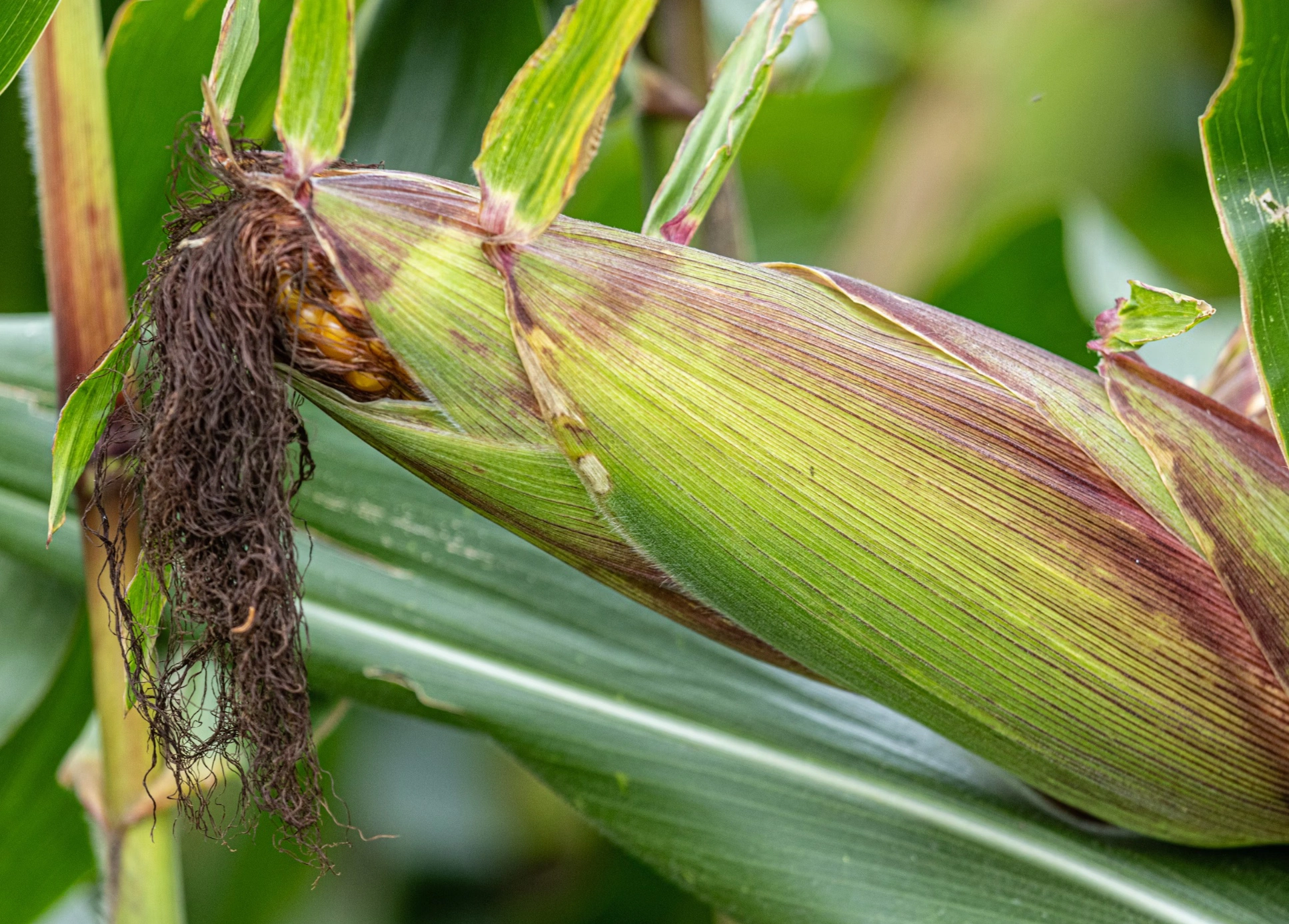 옥수수수염차 효능