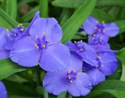 가을에 피는 꽃 자주달개비