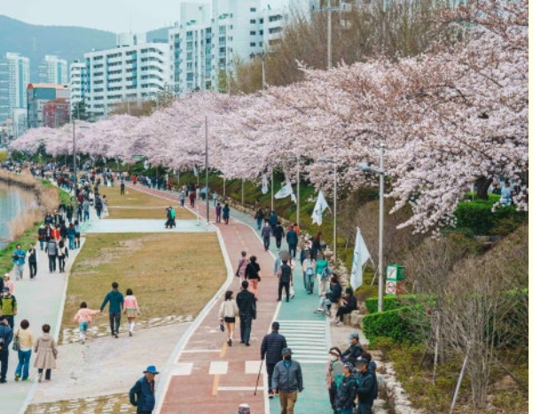 온천천 벚꽃길