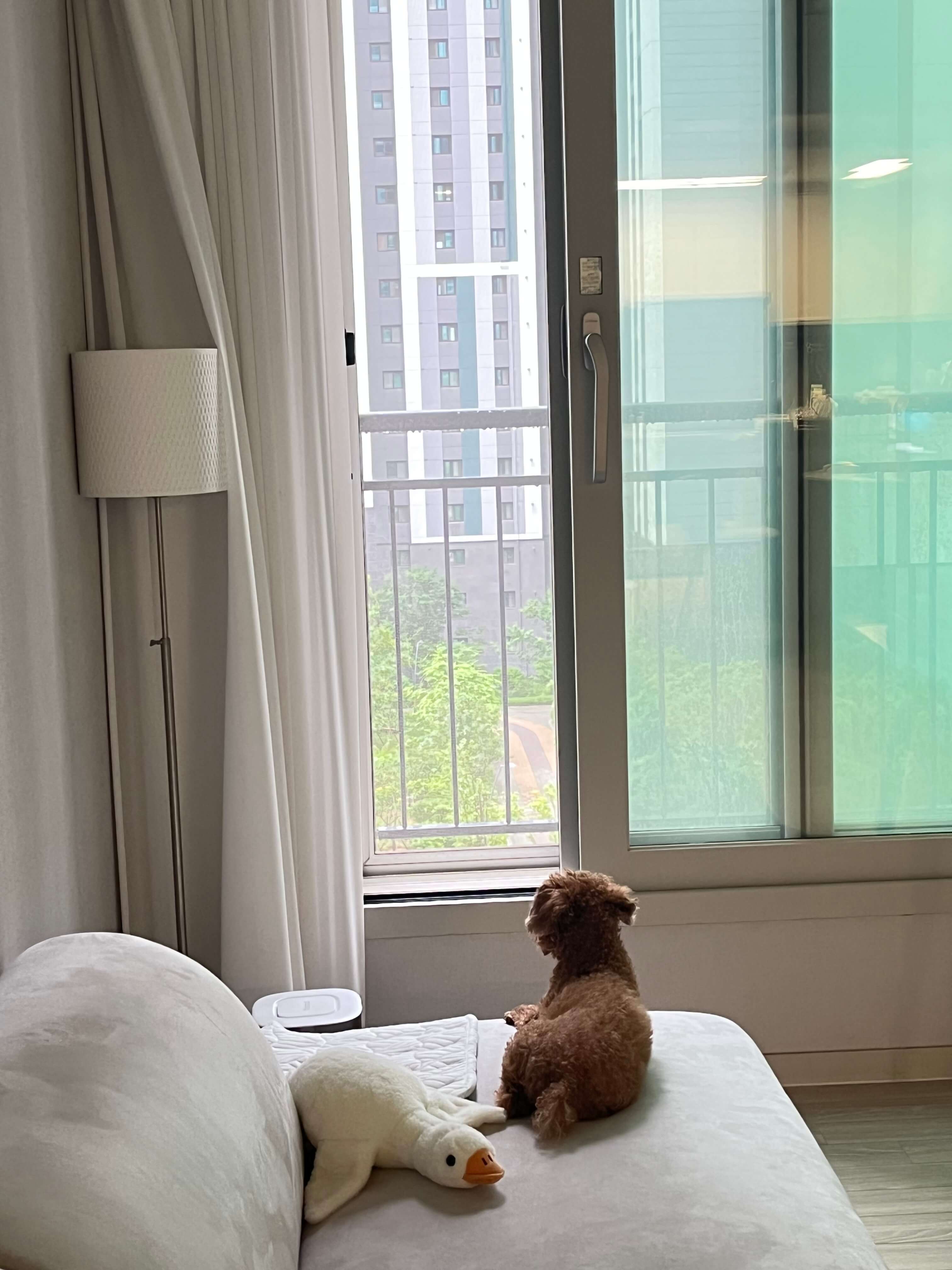 강아지 분리불안증상 해결법