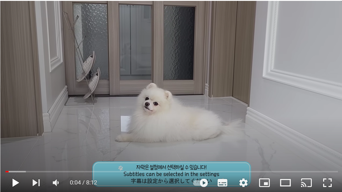 껌딱지 강아지를 남의 집에 맡겼더니