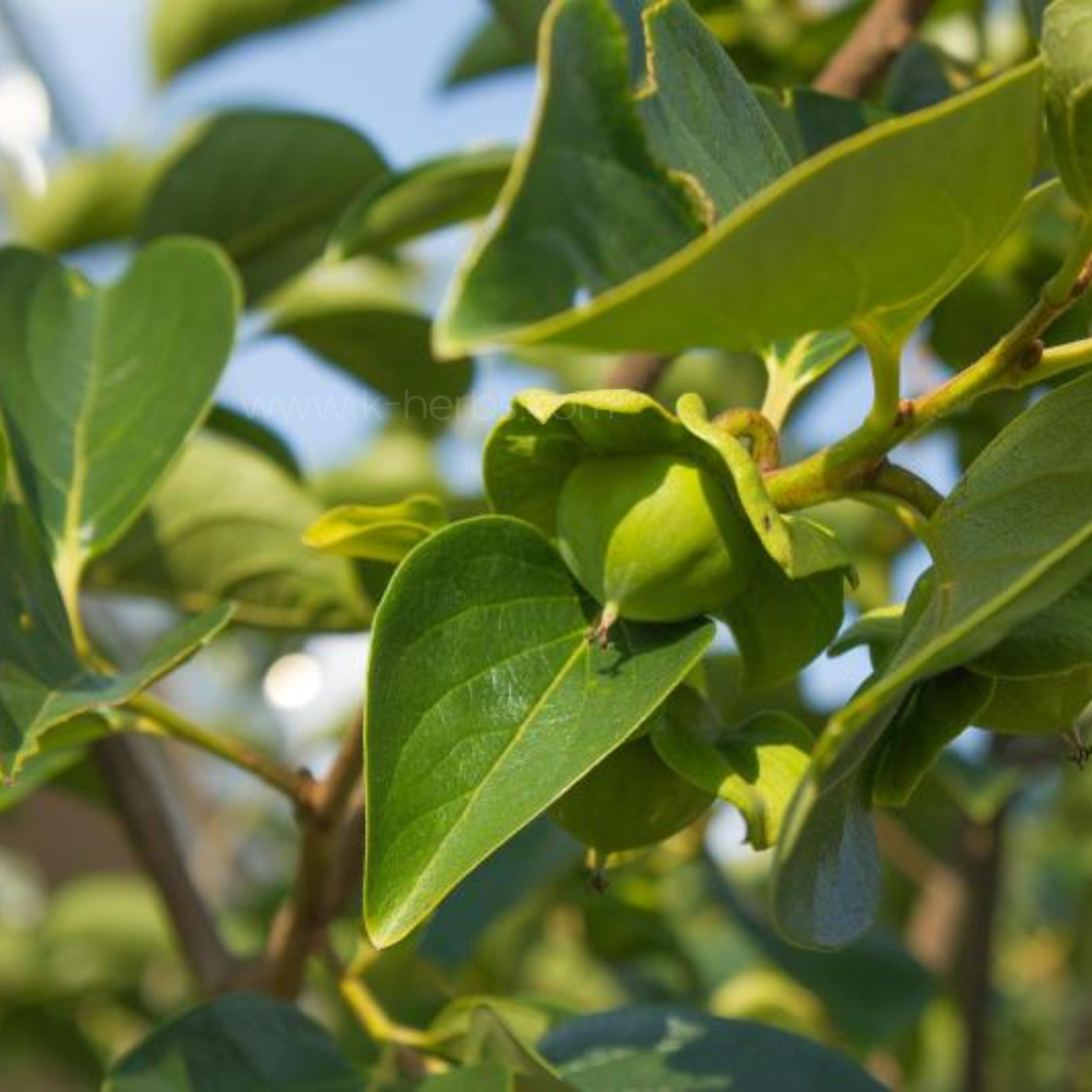 감나무 어린감과 감잎