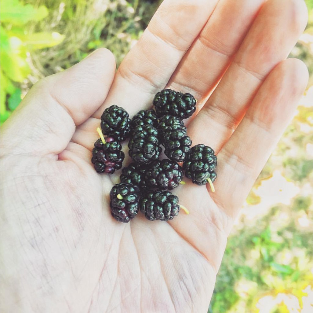 오디 효능과 부작용 먹는 방법 수확시기