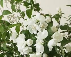 고광나무 이미지 사진