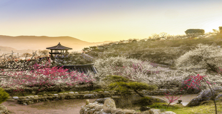 광양매화축제