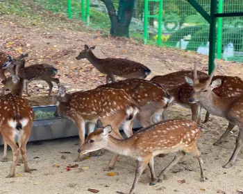 피나클랜드 튤립 수선화 축제_11