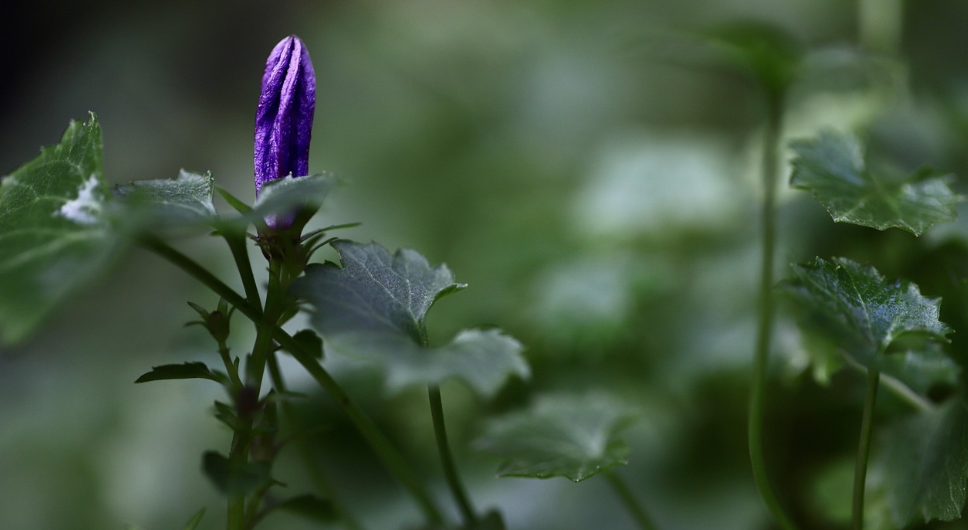 도라지 꽃의 모습